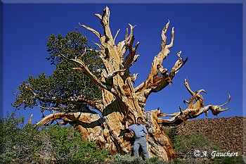 Ancient Bristlecone Pine mit Achim